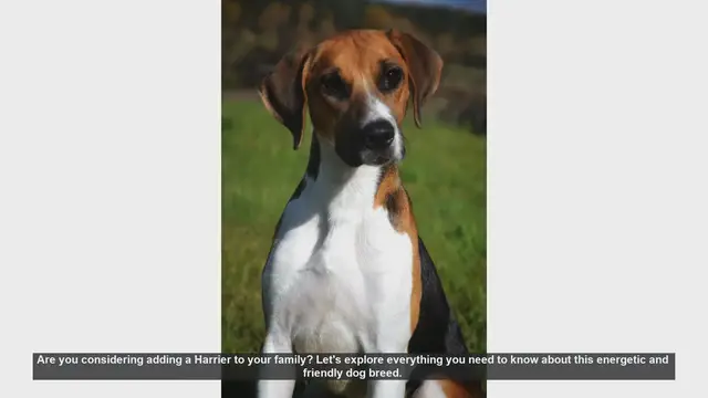 Video thumbnail for Is a Harrier the Right Dog for Your Family? Everything You Need to Know!