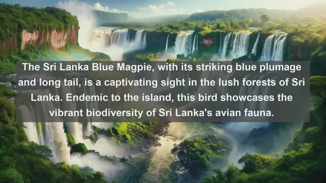 Video thumbnail for Top 10 native birds in Sri Lanka