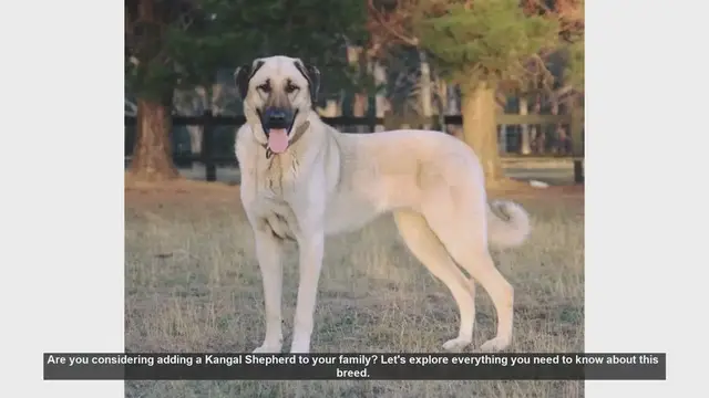 Video thumbnail for Kangal Shepherd: The Ultimate Guide to This Loyal and Protective Breed
