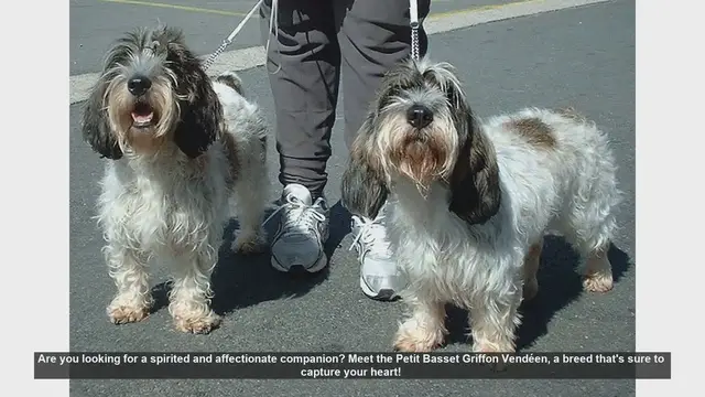 Video thumbnail for Meet the Petit Basset Griffon Vendéen: Your Next Affectionate Companion!