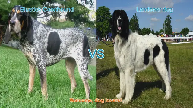 Video thumbnail for Bluetick Coonhound vs. Landseer Dog: A Comprehensive Comparison