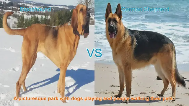 Video thumbnail for Bloodhound vs. German Shepherd: A Comprehensive Comparison