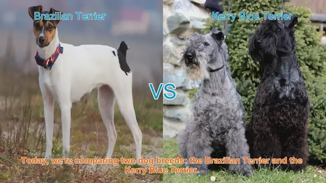 Video thumbnail for Brazilian Terrier vs. Kerry Blue Terrier: A Comparison