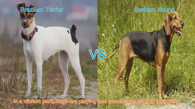 Video thumbnail for Brazilian Terrier vs. Serbian Hound: A Comparative Guide
