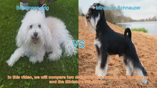 Video thumbnail for Bolognese vs. Miniature Schnauzer: A Comparison of Delightful Dog Breeds