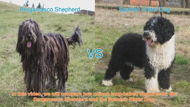 Video thumbnail for Bergamasco Shepherd vs. Spanish Water Dog: A Comparison of Unique Long-Haired Breeds