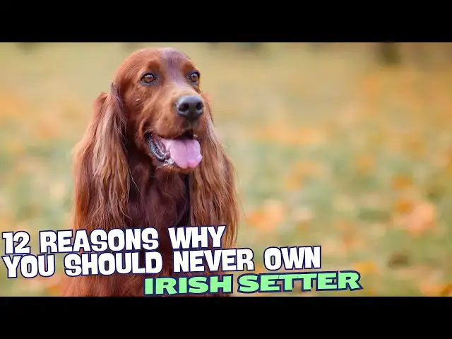 Video thumbnail for 12 Reasons Why You Should Never Own an Irish Setter 🐾