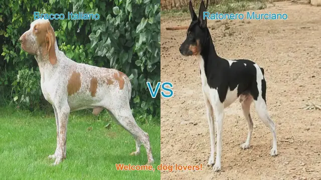 Video thumbnail for Bracco Italiano vs. Ratonero Murciano: A Comparison of Two Distinct Dog Breeds