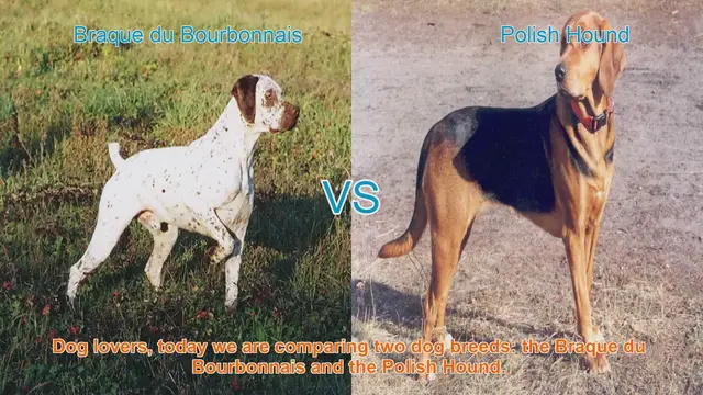 Video thumbnail for Braque du Bourbonnais vs. Polish Hound: A Comprehensive Comparison