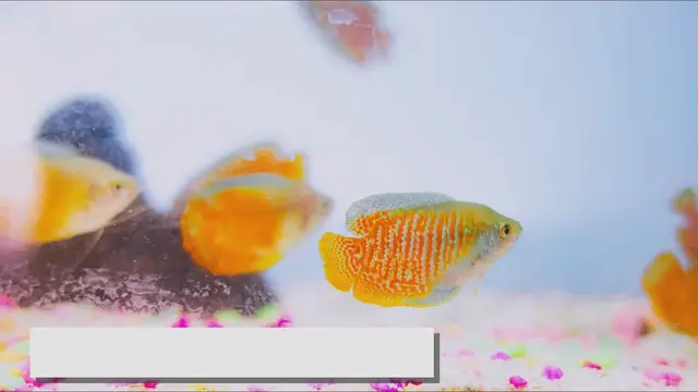 'Video thumbnail for Unique Fish for Aquariums: Adding Uncommon Species to Your Tank'