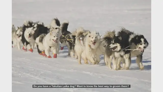 Video thumbnail for Ultimate Guide to Grooming Your Yakutian Laika Dog