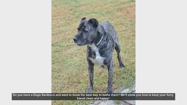 Video thumbnail for How to Bathe Your Dogo Sardesco: Step-by-Step Guide