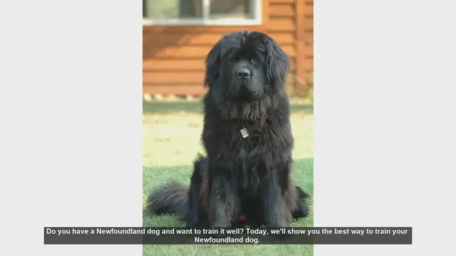 Video thumbnail for How to Train Your Newfoundland Dog: Tips and Tricks