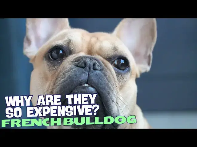 Video thumbnail for Why Are French Bulldogs So Expensive? 🐶💰