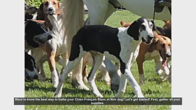 Video thumbnail for How to Bathe Your Chien Français Blanc et Noir: Step-by-Step Guide