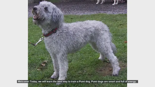 Video thumbnail for How to Train Your Pumi Dog: Tips for a Happy and Well-Behaved Pup