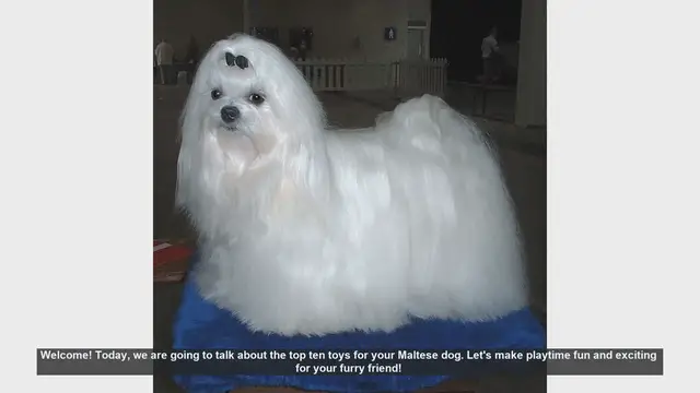 Video thumbnail for Top 10 Toys for Your Maltese Dog: Fun and Engaging Playtime Ideas!