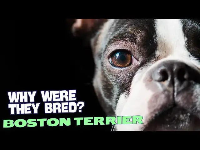 Video thumbnail for Why Were Boston Terriers Bred? πΆποΈ