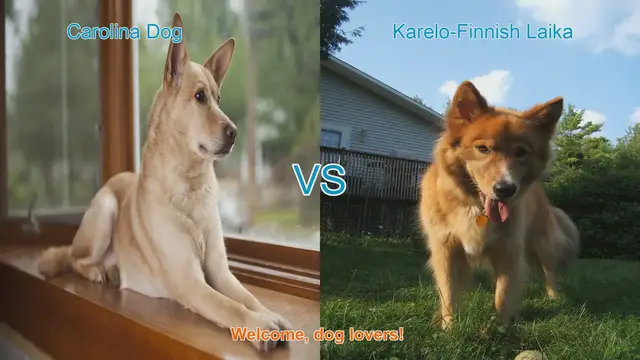 Video thumbnail for Carolina Dog vs. Karelo-Finnish Laika: A Breed Comparison