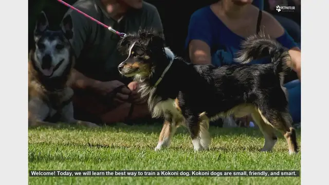 Video thumbnail for How to Train Your Kokoni Dog: Essential Tips for a Happy Pet