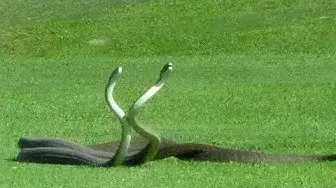 Video thumbnail for 2 Black Mamba Snakes Fighting on Golf Course