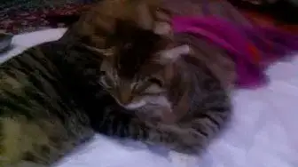 'Video thumbnail for Lotto the mother cat gives love to his injured son Thibaut'