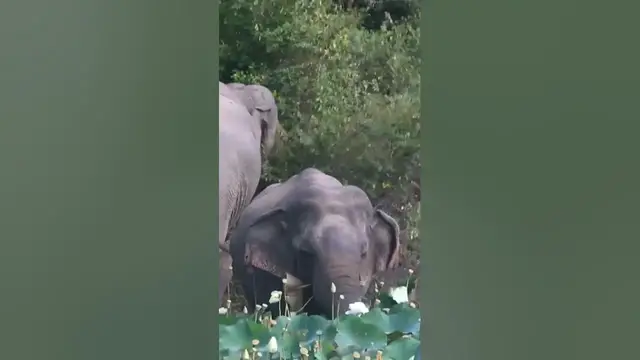 Video thumbnail for Two male elephants #shorts