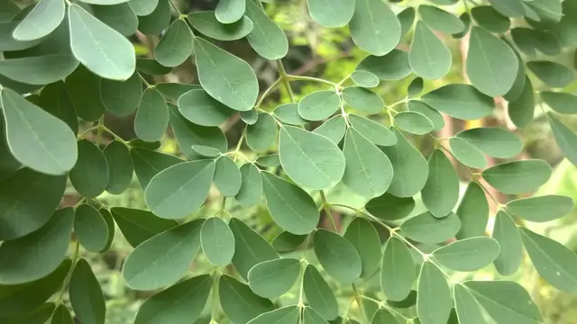 Video thumbnail for How To Identify Moringa Oleifera Tree