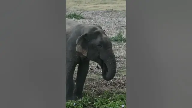 Video thumbnail for Elephant drinking water from the lake #elephant #shorts