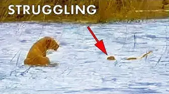 'Video thumbnail for Mom Goes After Lion Cub That’s Washed Away in Flooding River'