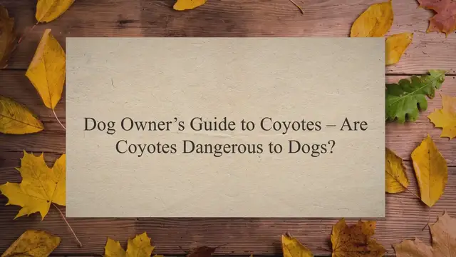 'Video thumbnail for Dog Owner’s Guide to Coyotes – Are Coyotes Dangerous to Dogs?'