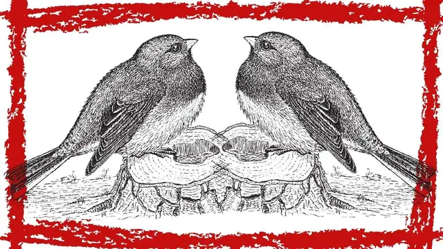 Video thumbnail for 10 Minutes Dark-eyed Junco Song/Call/Sound/Chirp