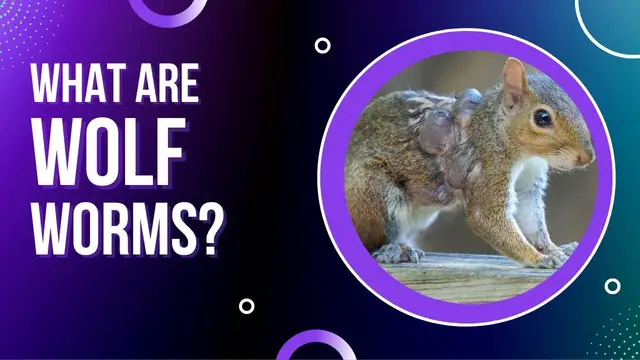 'Video thumbnail for Wolf Worms in Pets: Symptoms & Causes'