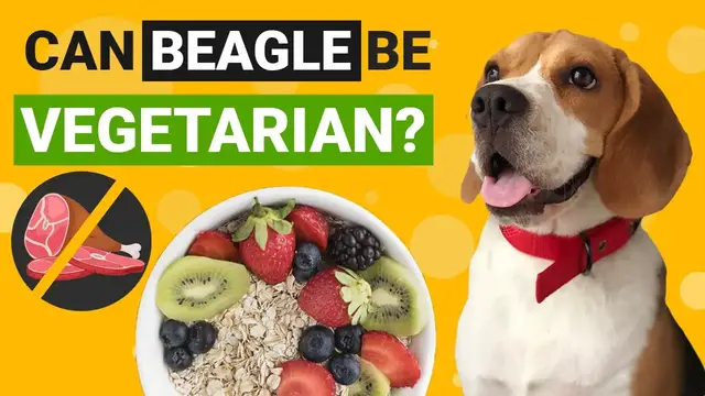 Video thumbnail for Can Beagles be Vegetarian?