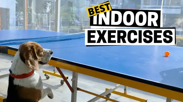 'Video thumbnail for 12 Indoor Beagle Exercises (for Lazy Owners)'