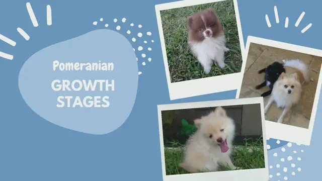 Video thumbnail for Pomeranian Growth Stages