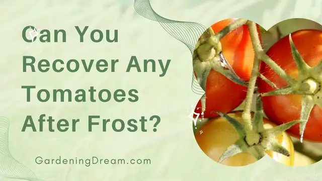 Video thumbnail for Can You Recover Any Tomatoes After Frost