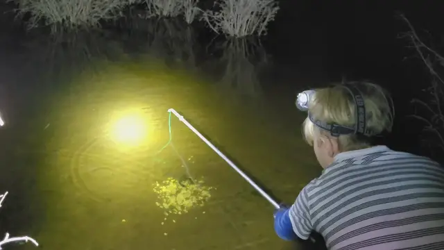 Video thumbnail for Catching a marron with a snare