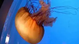 Video thumbnail for Shaw Ocean Discovery Centre in Sidney, Vancouver Island
