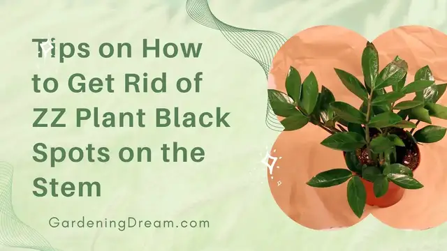 'Video thumbnail for Tips on How to Get Rid of ZZ Plant Black Spots on the Stem'