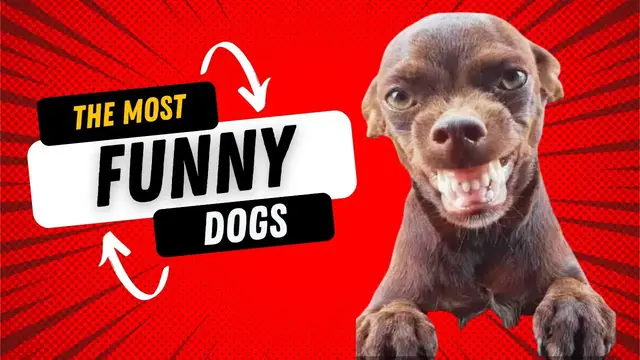 'Video thumbnail for The Best Dog Funny Videos of 2023 😂 Hilarious Dogs Compilation'