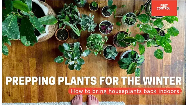 Video thumbnail for How To Bring Houseplants Inside? Prepping Houseplants For The Winter. | Gardening in Canada