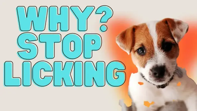 Video thumbnail for Why Do Jack Russell Terrier's Lick So Much (🐶My Opinions and What You Can Do!)