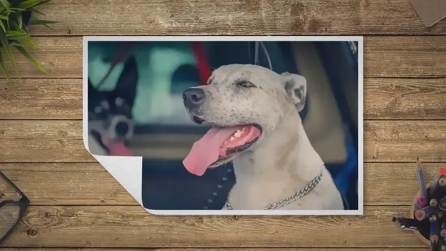 Video thumbnail for Why do dogs pant when scared? - Easy Spaniel Training