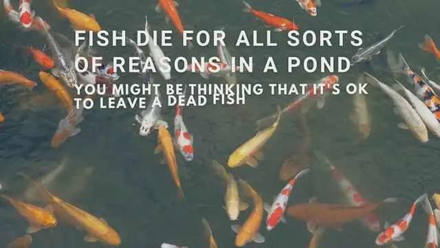 Video thumbnail for This is why you should remove dead fish from a pond