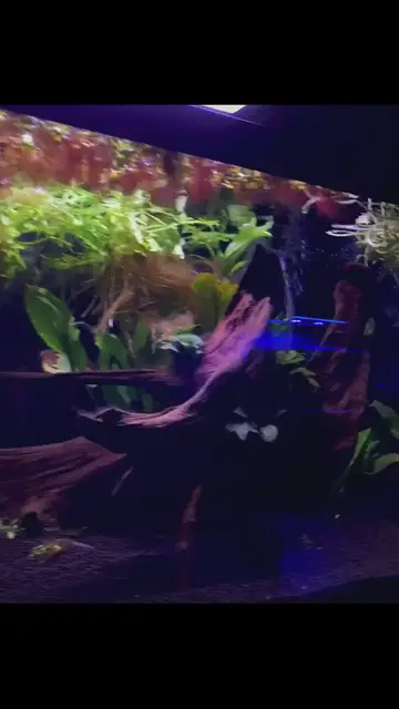 'Video thumbnail for Best live plants for axolotls '