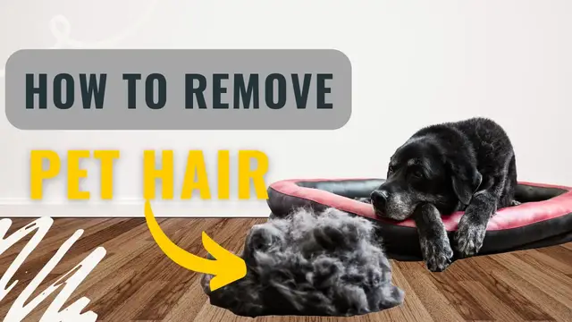 'Video thumbnail for how to remove pet hair from the air | Using 5 Easy hacks for dog & Cats'