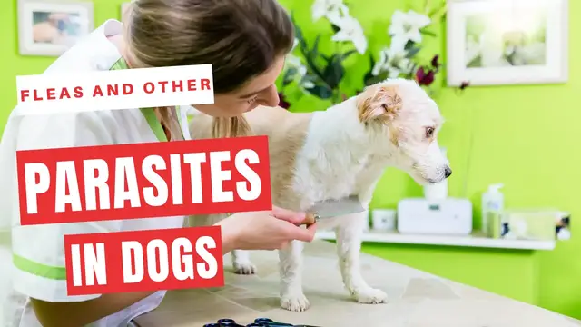 'Video thumbnail for how to get rid of fleas and other parasites on dogs'