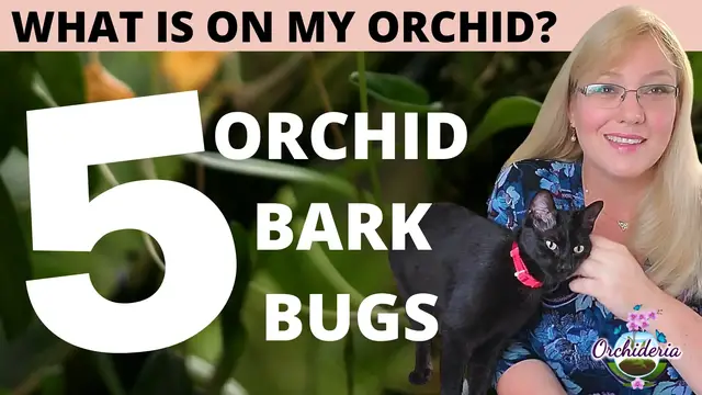 Video thumbnail for Creepy Crawlers in Orchid Bark