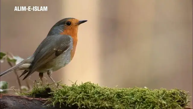 Video thumbnail for NEW | One Minute Long Breath Quran Recitation | Beautiful Quran Recitation | Heart Soothing Voice